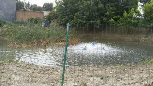 雄安新區安新縣二標段12號坑塘治理進度【重點納污坑塘綜合整治項目】